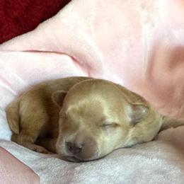 Ameretti - Gold female Morkie puppy in Tucson, Arizona from Sun-Kissed Morkies