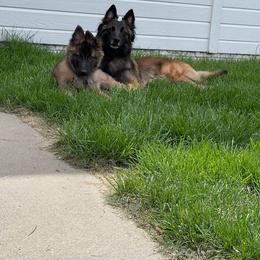 Belgian Tervuren Puppies from SoDak Belgians/ Protégé Belgians