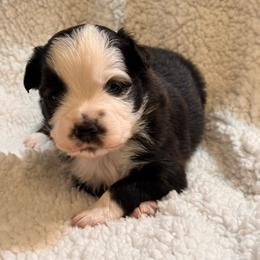 Willie - Black tri-color male Australian Shepherd puppy in Hogansville, Georgia from Blue Creek Farm