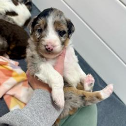 Biscotti - Blue merle female Aussiedoodle puppy in Heber City, Utah from Junipersdoodles