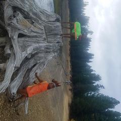 German Pinscher All Grown Up from RiverRAT Barn Hunt