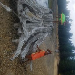 German Pinscher All Grown Up from RiverRAT Barn Hunt