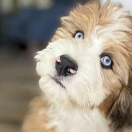 Bernedoodles from Safe Havynn Doodles
