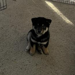 Rey - Black and tan female Shiba Inu puppy in De Witt, Michigan from Avalon/Amaterasu-Omikami Sou