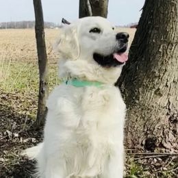 Darci - Golden Retriever