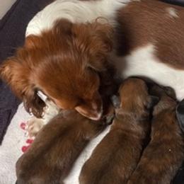 Dachshunds from Oak Bridge Farm