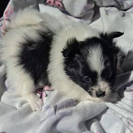 Mary - Black parti female Pomeranian puppy in Newport News, Virginia from Itty Bitty Poms