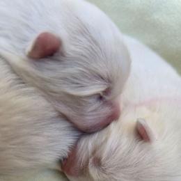 Bow collar girl - White female Samoyed puppy in Broomfield, Colorado from Klondike Snow Samoyeds