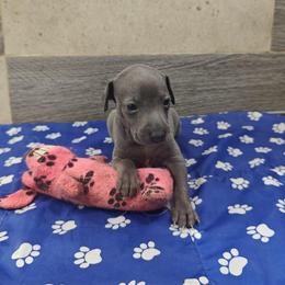 Dolce - Blue female Italian Greyhound puppy in Duncanville, Texas from Oremor's