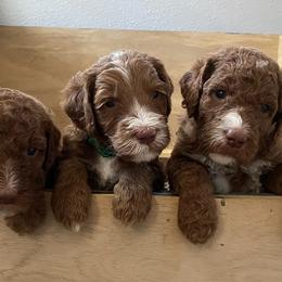 Goldendoodle and Sheepadoodle Puppies from IE Family Doodles