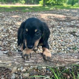 Luke AKC OFA CHIC - Black and cream male Dachshund puppy in El Dorado, Arkansas from LovelylilDoxies