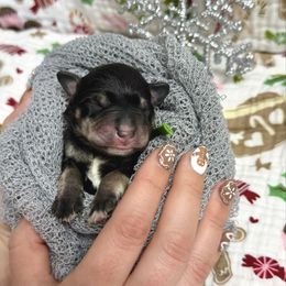 Oki - Black and silver male Miniature Schnauzer puppy in Huntington, Utah from Schnauzers on Robinson Lane