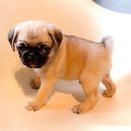 Henry (green collar) - Fawn male Pug puppy in Hereford, Arizona from Broken Road Ranch Pugs