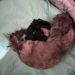 Girl 3 - Black female Shih Tzu puppy in Dallas, Texas from Almost Heaven Shih Tzu
