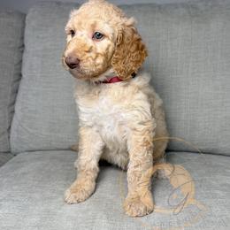 Tootsie Pop (maroon collar) - Apricot female Goldendoodle puppy in Murrieta, California from Apricot Poodles & Goldendoodles, LLC
