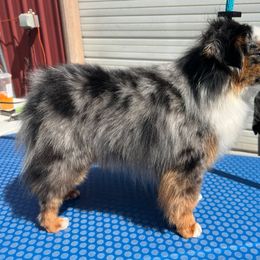 Amarillo - Toy Australian Shepherd