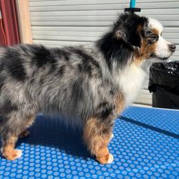 Amarillo - Toy Australian Shepherd