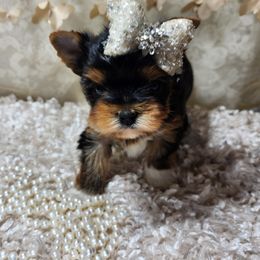 Yorkshire Terrier Puppies from Hetzel’s Enchanted Yorkies (Michigan)