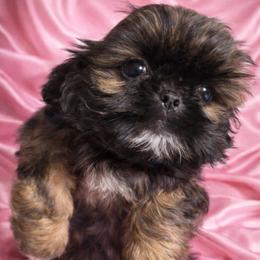 Alexandra - Chocolate female Shih Tzu puppy in Covington, Georgia from Top Hats 2  Shih Tzu’s