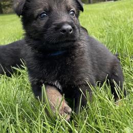 German Shepherds from Stillwater Haus