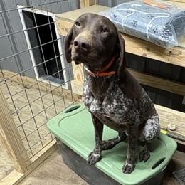 Dachshunds and German Shorthaired Pointers from Turner Delightful Dachshund Farm & German Short Hair Pointers