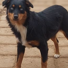 Australian Shepherds, Miniature Australian Shepherds, and Toy Australian Shepherds from A&M Australian Shepherds