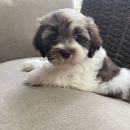 Havanese Puppies from Hidden Bay Havanese