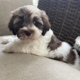 Havanese Puppies from Hidden Bay Havanese
