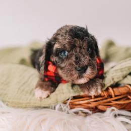 Yellow Boy - Merle male Cavapoo puppy in Mckinney, Texas from Doodles of North Tx
