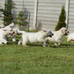 Golden Retriever Puppies from OC Goldens