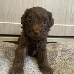 Pink - Chocolate female Goldendoodle puppy in Medina, Ohio from Farmer Doodles