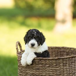 Violet - Tri-color female Bernedoodle puppy in Delta, Pennsylvania from KEE Bernedoodles