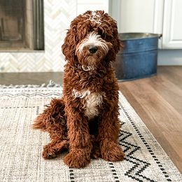 Astro - Goldendoodle