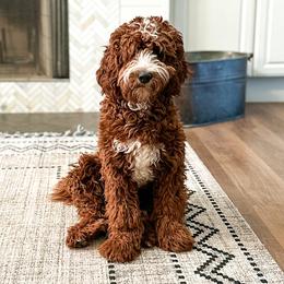 Astro - Goldendoodle