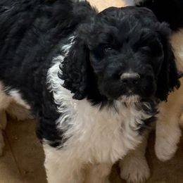 Sara - female Newfypoo puppy in San Antonio, Texas from Mammoth Doodles
