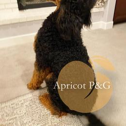 Goldendoodle and Poodle All Grown Up from Apricot Poodles & Goldendoodles