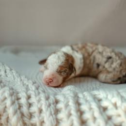 Gossip - Brown merle female Aussiedoodle puppy in Inman, South Carolina from Dark Corner Doodles