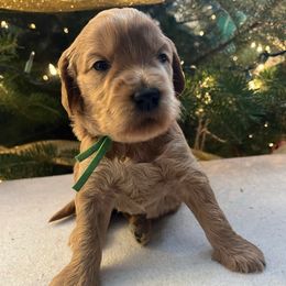 Buddy - Apricot male Goldendoodle puppy in Goshen, Ohio from Land of Goshen Doodles