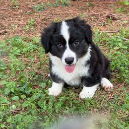 Ace-fluffy - Black and white male Cardigan Welsh Corgi puppy in Hope, Arkansas from Foxy Knoll Farm