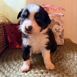 Pink Collar - Black tri-color female Australian Shepherd puppy in Quinlan, Texas from Murphy Ranch Australian Shepherds