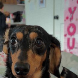 Toby - Dapple male Dachshund puppy in Chehalis, Washington from McJazzin Doxies
