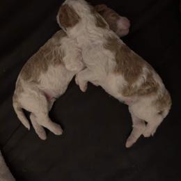 Goldendoodle Puppies from Nash Doodles