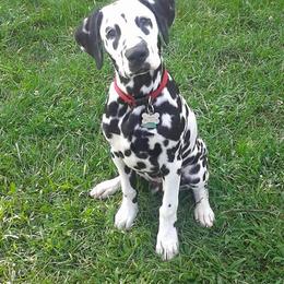 Dalmatians from Spotagious Dalmatians