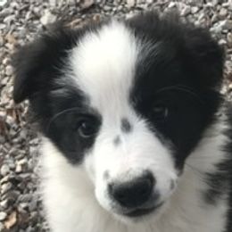 Border Collie, Boston Terrier, and Cairn Terrier Puppies from Stoneridge kennel
