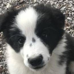 Border Collie, Boston Terrier, and Cairn Terrier Puppies from Stoneridge kennel