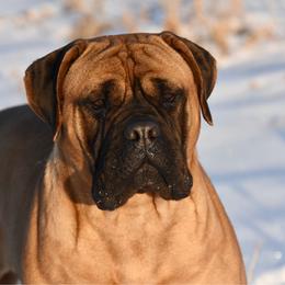 Cookie - Bullmastiff