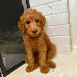 F1B Goldendoodle Bay - Red  male Goldendoodle puppy in Redding, California from Casa Delarosa Collective Poodles & Doodles