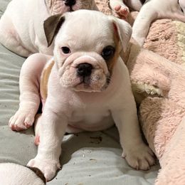 Raj - Green - Fawn brindle and white male Bulldog puppy in Krum, Texas from K & K Little Blessings