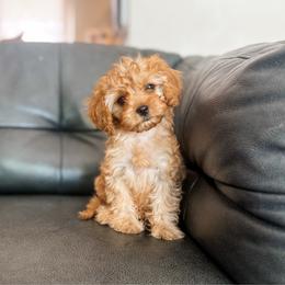 Pip - Apricot female Cavapoo puppy in Saint George, Utah from Fitzdoodles