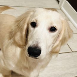 Memphis - Dachshund
